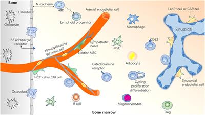 Hematopoietic Stem Cell Niche During Homeostasis, Malignancy, and Bone Marrow Transplantation